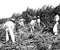 azucar cuba
